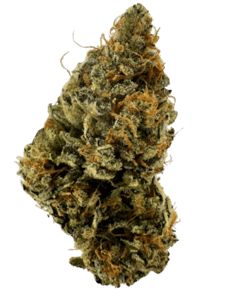 Lemon Grace indoor - 10 G