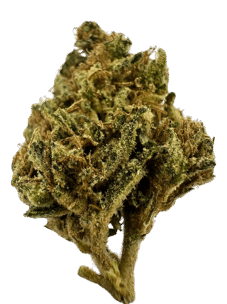 Lemon Grace sous serre