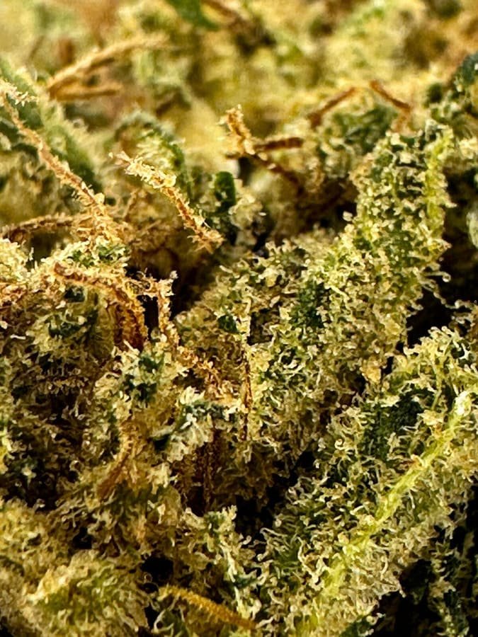 Lemon Grace sous serre – Image 2