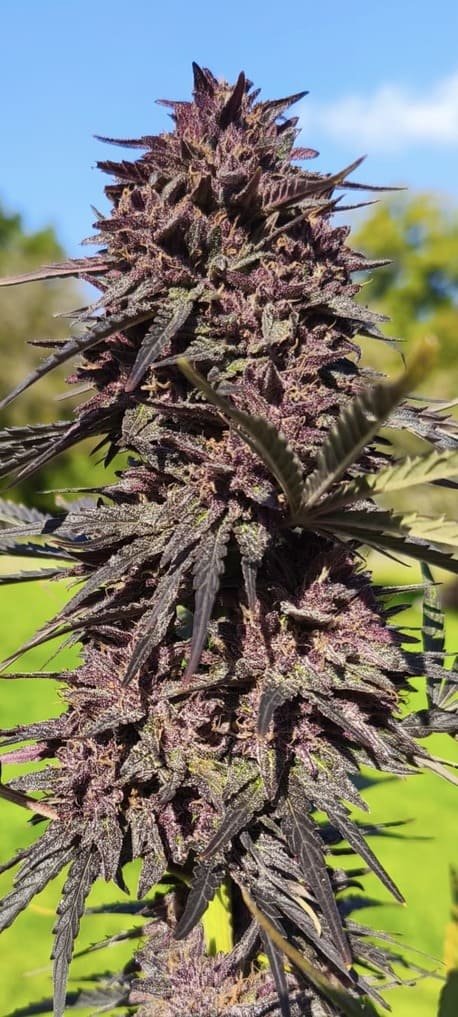 Critic'Alpes – Image 2