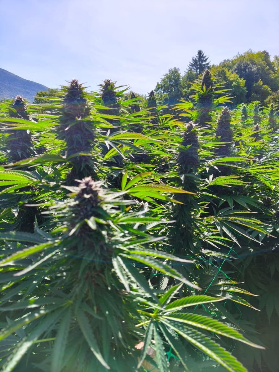 Critic'Alpes – Image 3