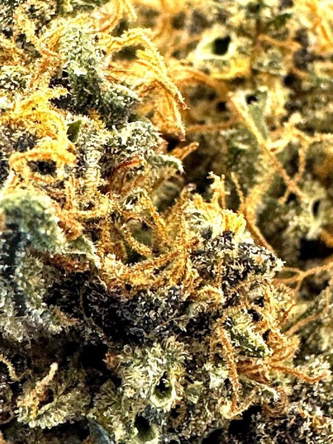 Siddhartha Queen – Image 2